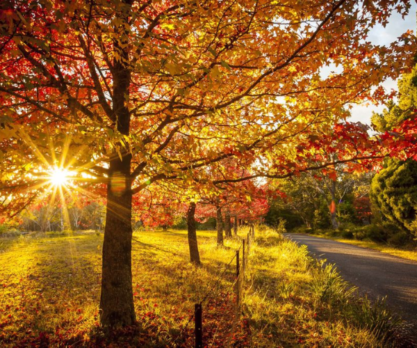 Autumn 